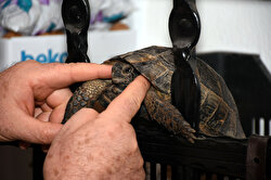 A turtle named Cuma, found trapped in a bag its' mouth tied and rescued by Numan Pekdemir and his wife, is seen at its owners' garden in Muğla, Turkey on February 8, 2019. 10-year-old Cuma stays in the couples garden during summer and in the balcony during winter.