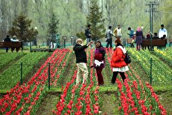 Tulips are seen inside Asia's largest Tulip Garden after it opens for general public and tourists in Srinagar, Kashmir, India on March 25, 2021. Over 15 lakh flowers of more than 64 varieties will be in bloom in the garden and Indian prime minister Narendra Modi in a tweet has appealed people to visit Jammu and Kashmir and experience hospitality of people.​