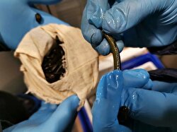 Turkish officials discovered a Kyrgyz national trying to smuggle 3,300 live medicinal leeches (Hirudo Verbana) out of Turkey in their suitcase at Sabiha Gökçen Airport​. They were fined over 50,000 Turkish liras, while the leeches were set free to wiggle as they please.
