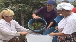 Giresun ve yöresinde fındık hasadı başladı