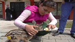 Bolu'daki yavru karacalar