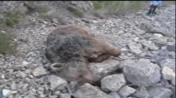 Kaçak avcıya rekor tazminat
