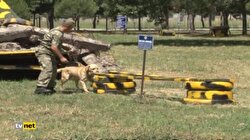 Kahraman köpekler Bursa'da eğitiliyor