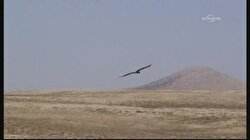 Avcıların yeni hedefi şahinler