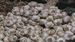 Sarımsak zamlandı