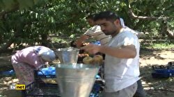 Şeftali hasadı başladı