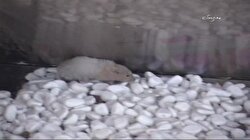 Havalimanında  Hamster