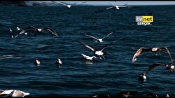 TVNET Naturel 10