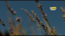 TVNET Naturel 12