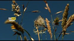TVNET Naturel 13
