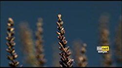 TVNET Naturel 1
