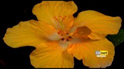TVNET Naturel 6