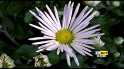 TVNET Naturel 7