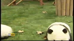 ÇİN'DE 12 YAVRU PANDA