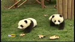 ÇİN'DE 12 YAVRU PANDA