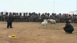 Çin'de Keçi Güreşi Büyük İlgi Gördü