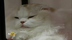 KEDİ KAFE