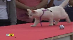 VAN KEDİSİ GÜZELLİK YARIŞMASI
