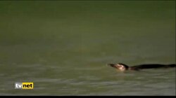 PENGUENLER BREZİLYA'DA