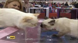 KEDİCİKSLER