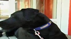 KAYBOLAN İNSANLARI BULAN KÖPEK