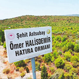 253 fidan 300 bin ağaç oldu