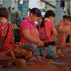 Koronavirüs'le ilgili yeni iddia: 'Yarasa'dan yayıldı