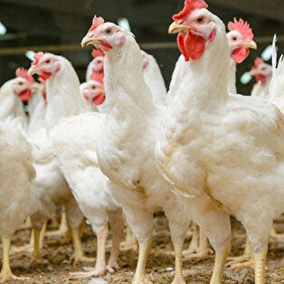 Bir dönemin korkulu rüyası: Kuş gribi