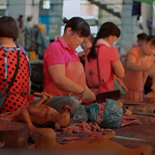 Koronavirüs'le ilgili yeni iddia: 'Yarasa'dan yayıldı