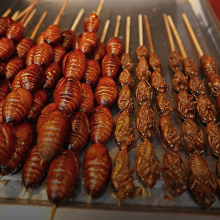 Çin restoranları 'koronavirüs' yüzünden sinek avlamaya başladı
