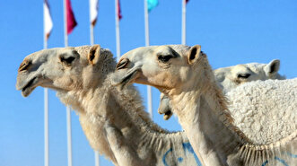 Qatar Camel Festival held in Doha