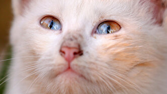 Cat with multi-colored eye in Turkey's Van