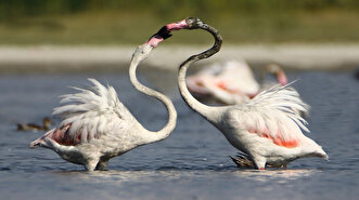 Flamingos at Ercis beaches of Lake Van