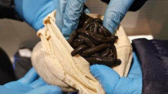 Passenger tries to smuggle over 3,000 live leeches in suitcase out of Turkey