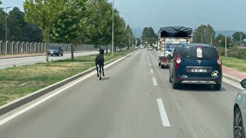 Bursa’da başıboş at trafiği alt üst etti