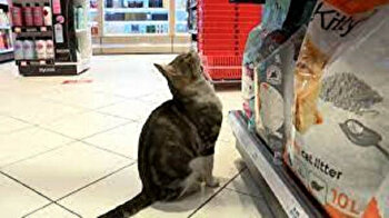 Turkey's 'begging cat' pretends to faint, fakes limp to get customers to buy it food