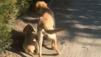 Mother dog shows gratitude after man saves her injured puppy in Turkey