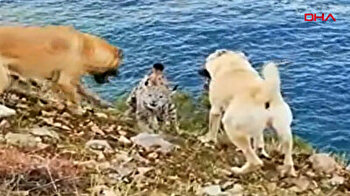 Endangered lynx chases surprised dogs on Turkey’s Lake Van
