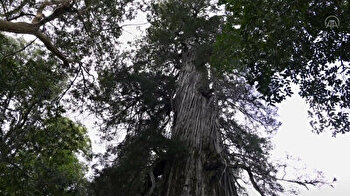 The world's oldest trees: 2,600-year-old 'El Alerce Abuelo'