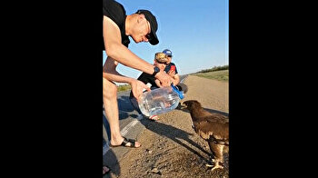Man feeds thirsty eagle water in act of kindness