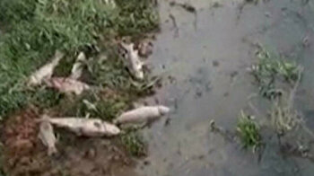 Scores of dead fish wash up at Istanbul dam