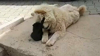 Unlikely friendship between cat, dog in Turkey’s Bursa melts hearts
