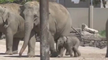 Baby elephant takes first steps in garden of Turkey's Izmir Natural Life Park