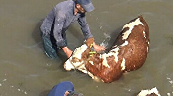 Cows get squeaky clean, cool down after bath in Turkish stream