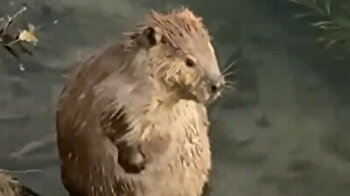 Cute beaver enjoys time at the spa