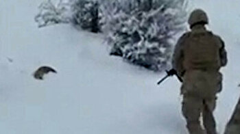 Turkish soldiers rescue fox on verge of freezing to death in snowy Bitlis