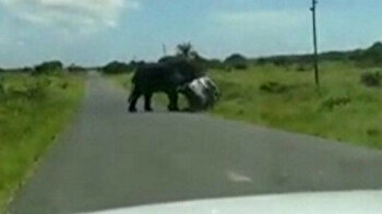 Angry elephant attacks family of four in South Africa park