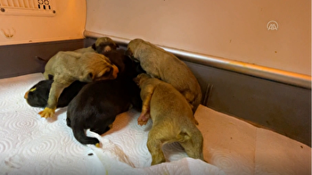 Newborn puppies on verge of freezing to death rescued in Turkey's Igdir