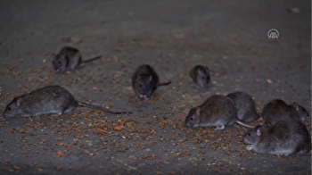 Sightings of rats rise dramatically in New York City