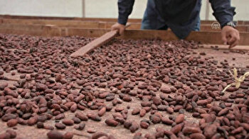 Cocoa production becomes vital source of income for Colombian locals